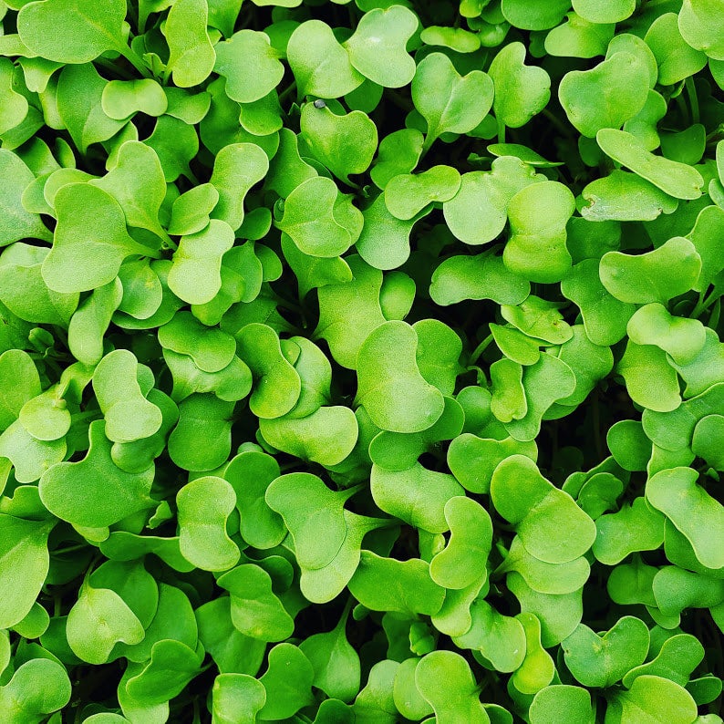 Micro Broccoli | Mighty Greens Farm